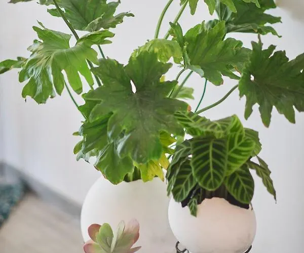 Sunny Side In Complexul Alezzi شقة Năvodari